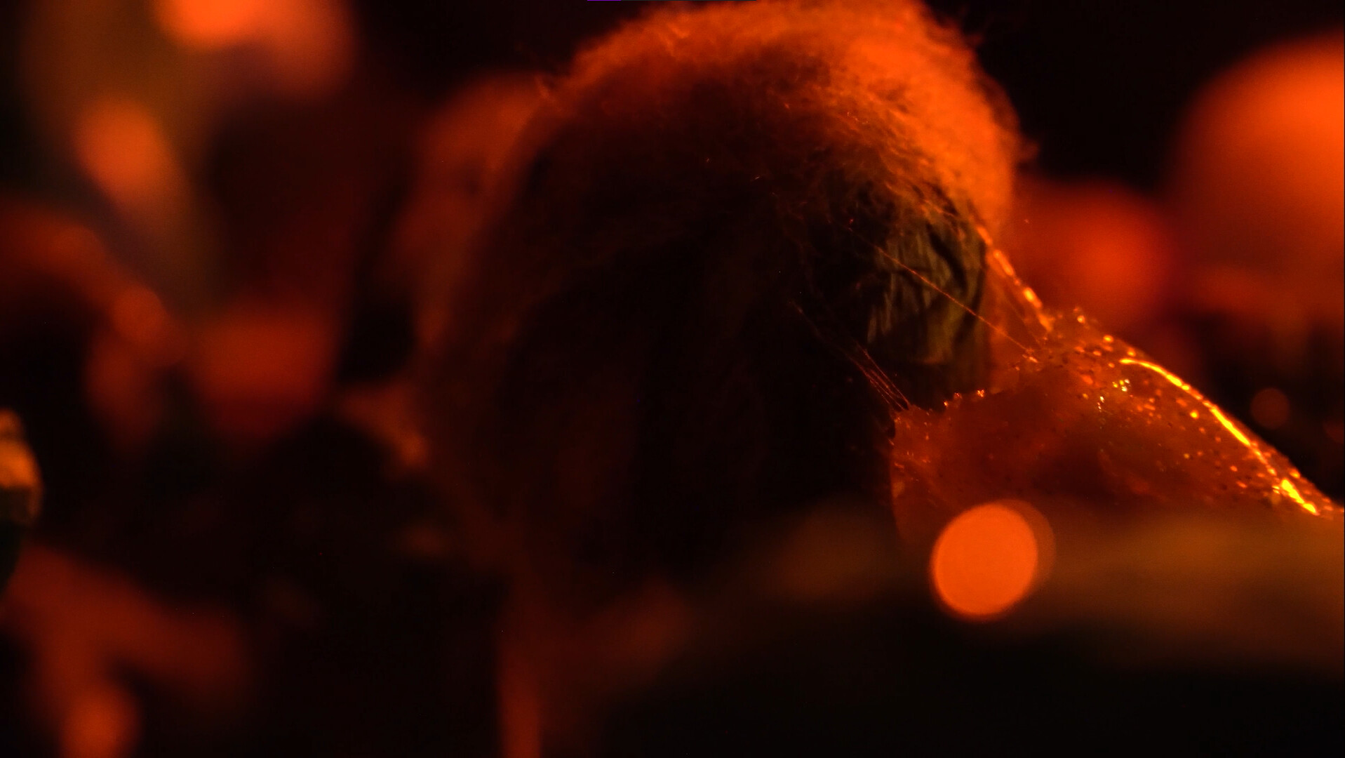 Okładka filmu Physarum Polycephalum